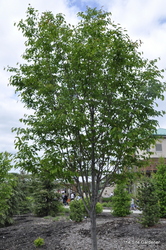 Amelanchier laevis — photo 3
